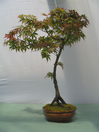 Acer Japónico_2